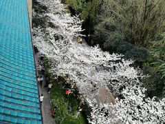 -武汉大学-樱园