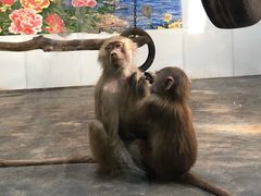 -西安秦岭野生动物园