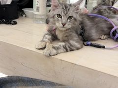 -FAELING PETS美天灵宠物(合生汇店)