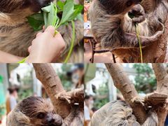 -正佳雨林生态植物园