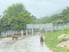 -西安秦岭野生动物园