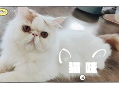 -东方名猫馆·英短金渐层布偶猫舍(环线广场1号楼店)