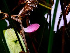 -莲池书院博物馆