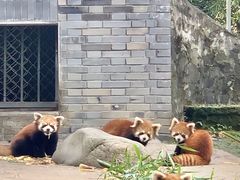 -都江堰中华大熊猫苑