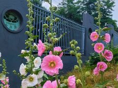 -莲花池公园