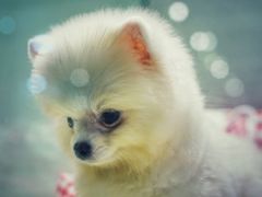 -momokira米努特·德文卷毛猫·棉花面纱犬