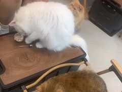 -Heymao猫咖.咖啡厅(东门店)