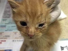 -艾贝尔宠物诊疗