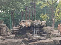 -上海野生动物园