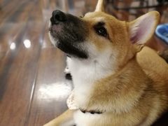 -豆柴町-柴犬主题狗咖(红鼎国际C座店)