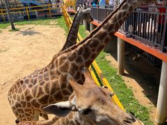 -西霞口神雕山野生动物世界