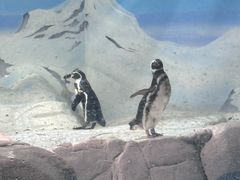 -上海海洋水族馆