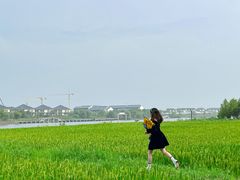 -杭州湾海上花田景区