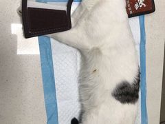 -瑞派旺宝宠物医院·犬猫全科综合·尿道专科(莲兴院)