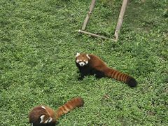 -青藏高原野生动物园