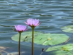 -上海植物园-4号门售票处