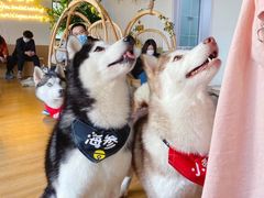 -Husky Go! 哈士奇体验馆·宠物咖啡厅狗咖