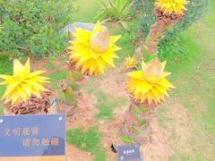 -东莞植物园