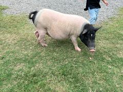 -前小桔亲子创意农场·草莓采摘·露营烧烤