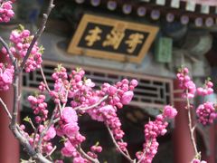 -颐和园