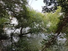 -大湾区中央湿地公园