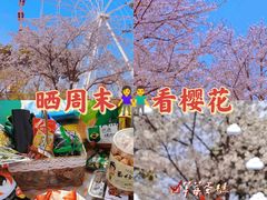 -顾村公园