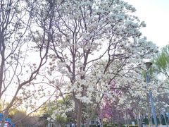 -朝阳公园