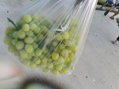 -金谷域澳洲庄园