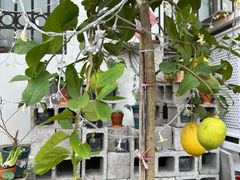 -阿木舂记·特色小吃(平江路店)