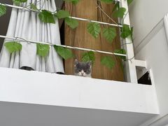 -lincat·猫舍(广州店)
