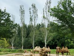 -北京野生动物园