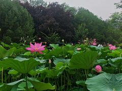 -莲花池公园