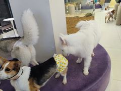 -怪兽屋·羊驼·猫咖·狗咖(俊华广场店)