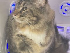 -爱洗澡的猫(天河路店)