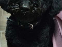 -创凡宠物医院·骨专科  猫科中心(西乡分院)
