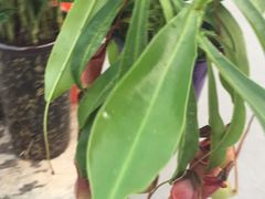 -秦美花卉(天朗·莱茵小城2期店)
