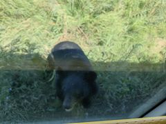 -黑瞎子岛探秘野熊园
