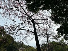 -火炉山森林公园