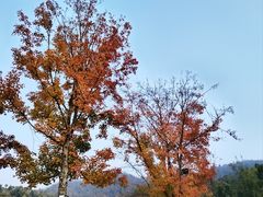 -桃花岭景区