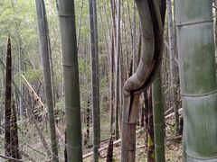 -菊花台公园