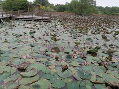 -大湾区中央湿地公园