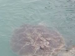 -广东惠东海龟国家级自然保护区