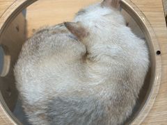 -飞行喵MR PILOT|猫舍·猫咖(静安大融城店)