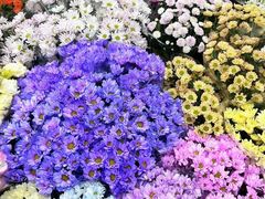 -双季花艺园艺市场(浦东店)
