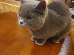 -猫色咖啡·猫咖