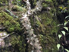-山王坪喀斯特国家生态公园