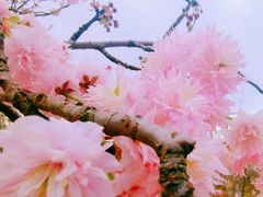 -天适樱花悠乐园