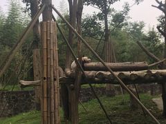 -都江堰中华大熊猫苑