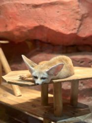 点击看大图 -Zoolung Zoolung动物主题公园(海信广场店)