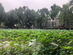-四川大学(望江校区)